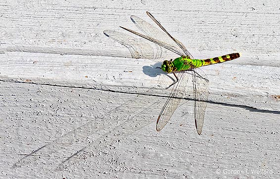 Eastern Pondhawk DSCN13869