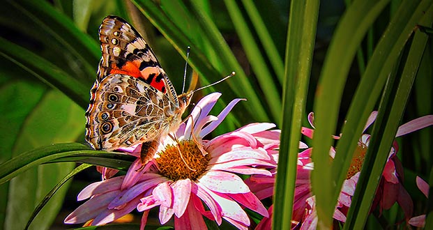 Butterfly On A Pink Flower DSCN15246