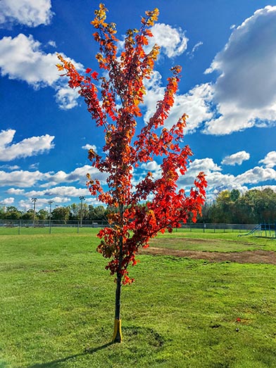 First Red Tree Of Autumn IMG_0142