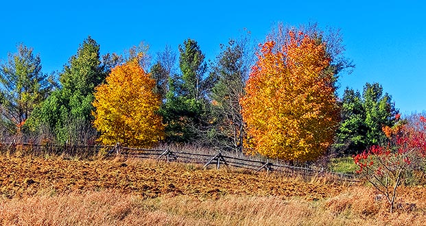 Two Autumn Trees DSCN16802