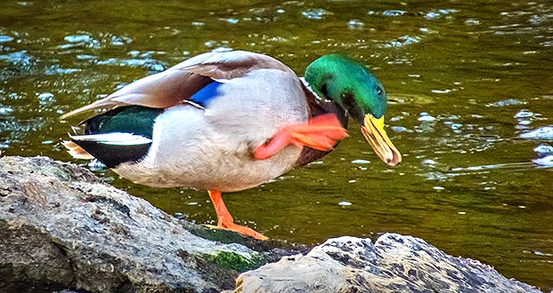 Mallard Scratching An Itch DSCN16996