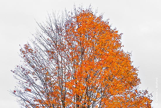Half & Half DSCN17187