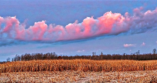 Cloud Over Cornfield At Sunrise P1270436-8