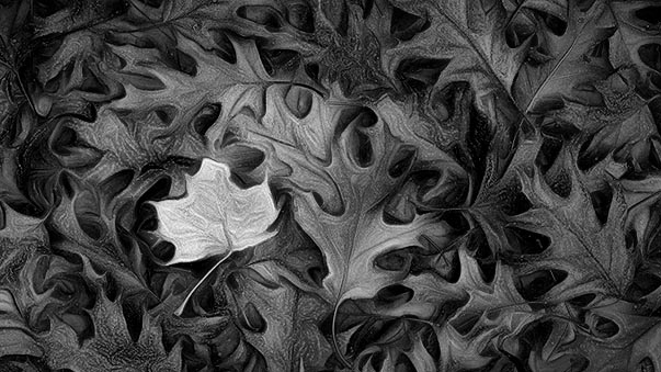 Autumn Leaves P1270503-5 Art B&W