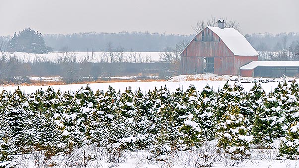 Field Of Snowy Christmas Trees P1280779-81
