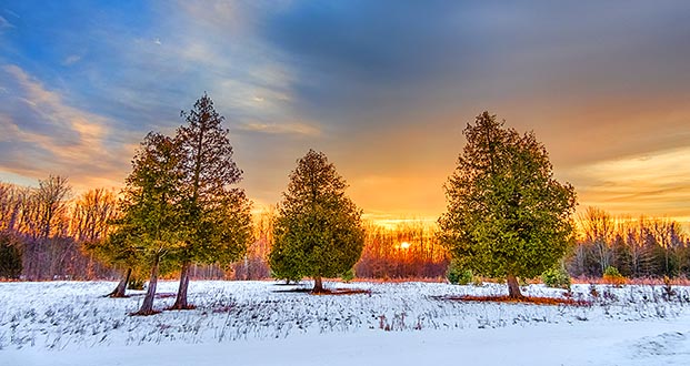 Pines At Sunrise DSCN18821-3