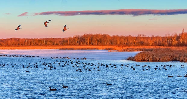 Migrating Geese At Sunrise DSCN19563