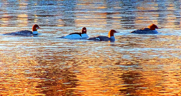 Common Mergansers At Sunrise DSCN19929