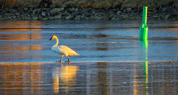 Swan Walking On The Canal At Sunrise DSCN19896