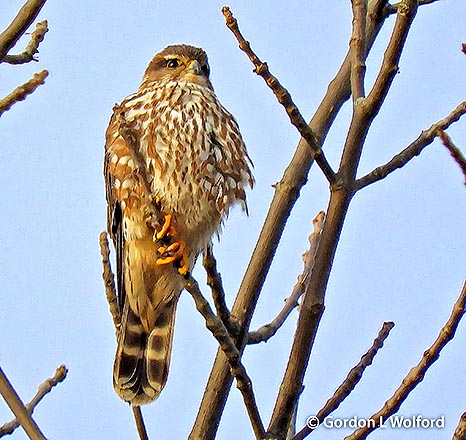 Female Merlin Falcon DSCN20195