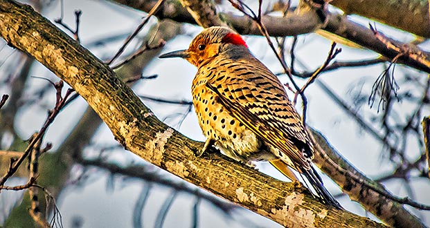 Flicker Out On A Limb DSCN21493