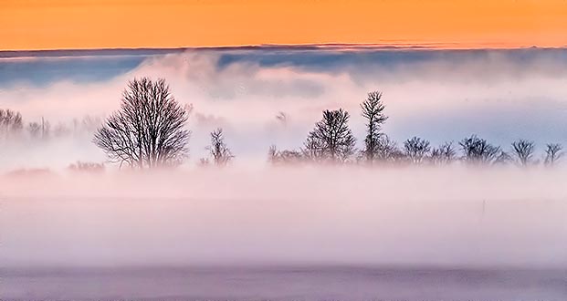 Trees In Ground Fog At Sunrise P1300544-6