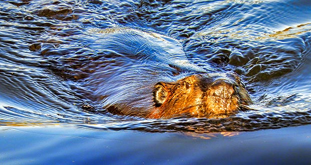 Swimming Beaver DSCN22303