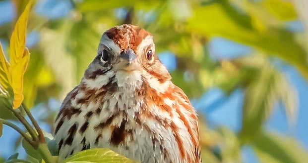 Song Sparrow Staredown DSCN22340