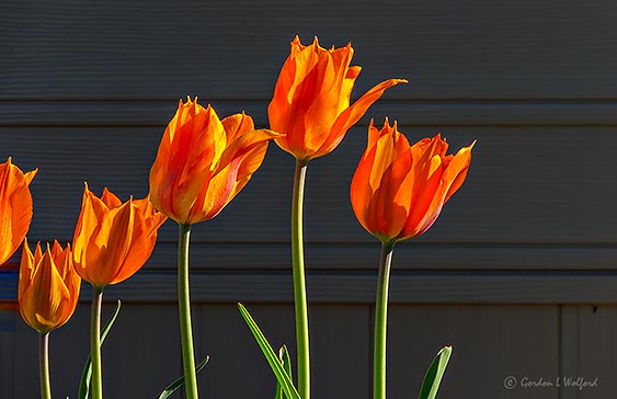Orange Tulips DSCN22493