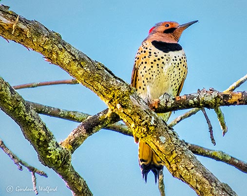 Male Northern Flicker DSCN22708