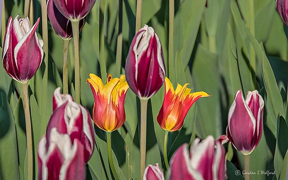 2018 Tulip Festival DSCN23251