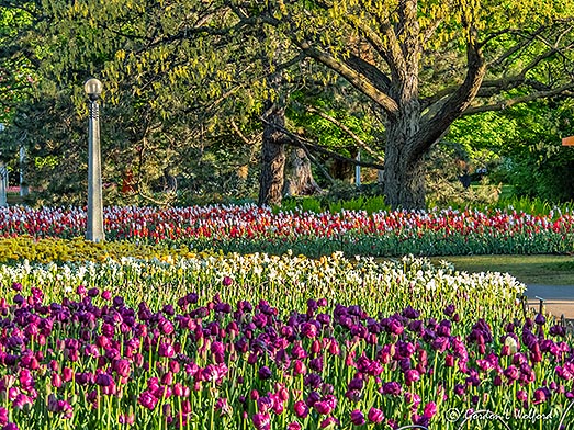 2018 Tulip Festival DSCN23125