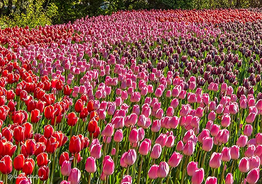 2018 Tulip Festival DSCN23272