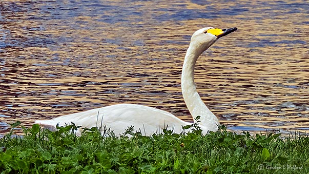 Town Swan DSCN23461