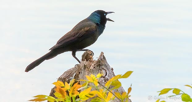 Grackle On A Stump DSCN23422