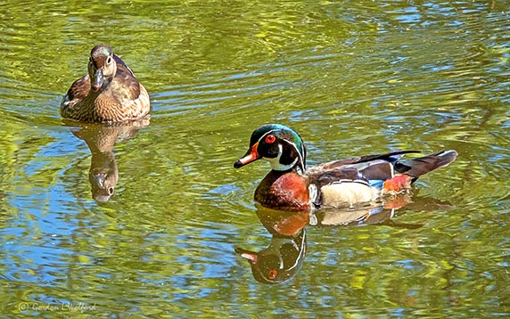 Wood Duck Couple DSCN3970