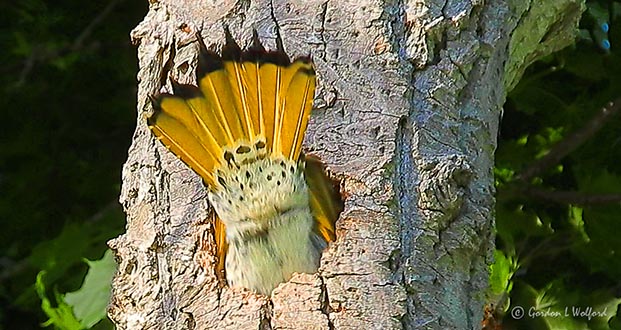 Flicker Tail Underside DSCN24080