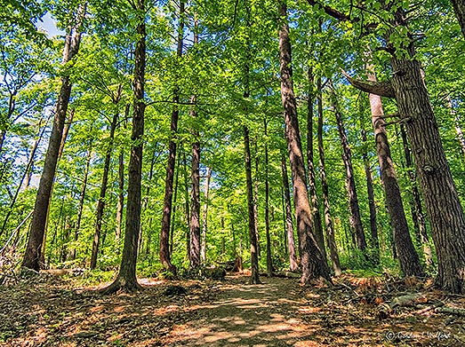 Mud Lake Woods DSCN23990-2