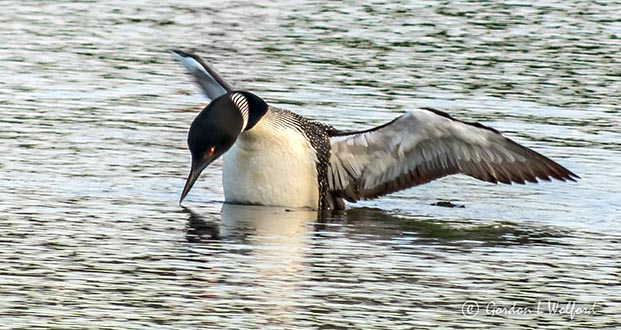 Loon Posed To Dive DSCN24199