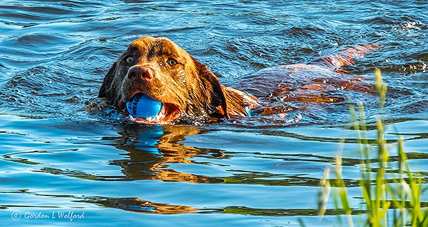 Zach Fetching His Blue Ball DSCN24765