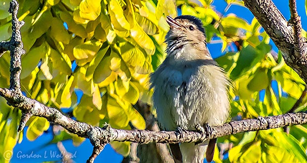 Warbling Vireo Warbling DSCN24961