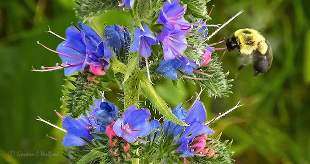 Bee In Flight Around Blueweed DSCN25732