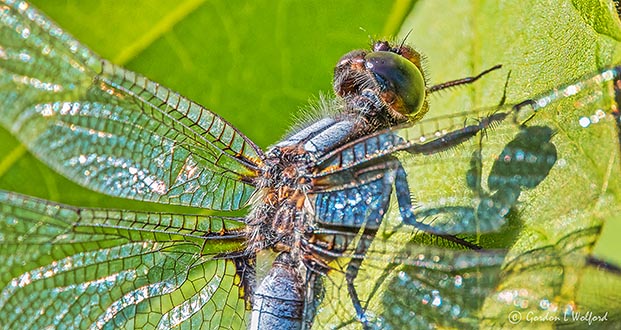 Dragonfly Closeup DSCN26113-5