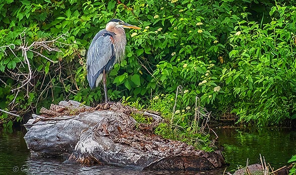 Heron On Dead Wood DSCN26330