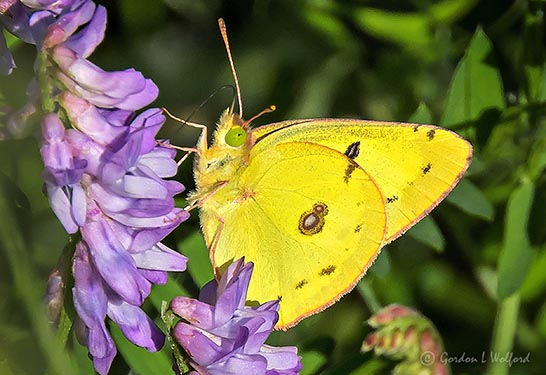 Yellow Butterfly DSCN27097