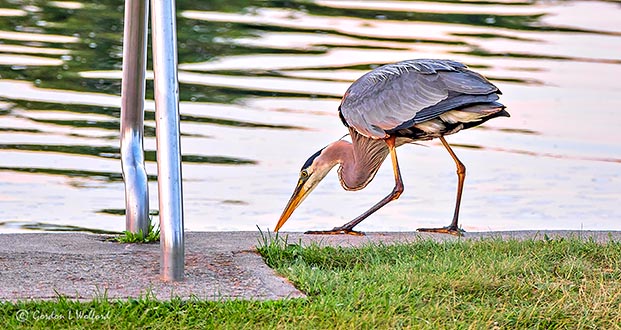 Heron Poised To Strike P1310944