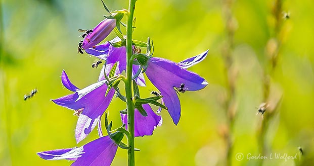Buggy Creeping Bellflower DSCN27214-25