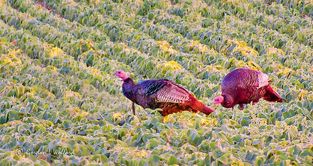 Turkeys In A Field At Sunrise DSCN27355