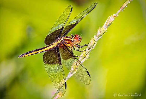 Widow Skimmer Dragonfly DSCN27477