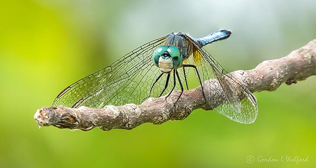 Dragonfly DSCN28009-11
