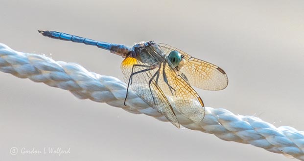 Dragonfly On A Rope DSCN28181