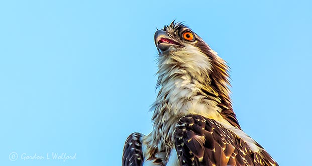 Osprey Up Close DSCN30097