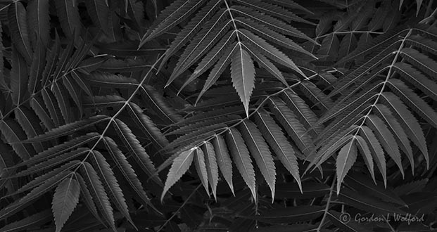 Leaves DSCN30217