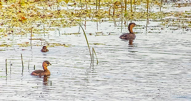 Grebe Family DSCN30370