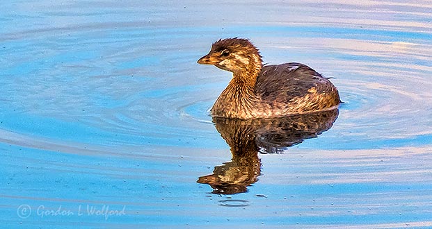 Juvenile Pied-billed Grebe DSCN30410