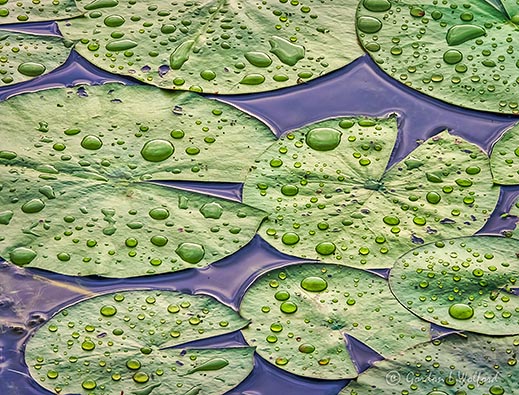 Wet Lily Pads DSCN30488-90
