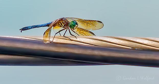 Dragonfly On A Cable DSCN30392