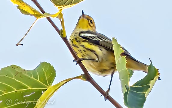 Cape May Warbler DSCN30581