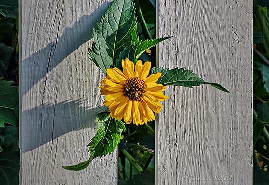 Yellow Flower Coming Through A Fence DSCN31380-1