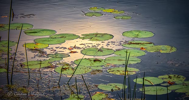 Lily Pads DSCN31480